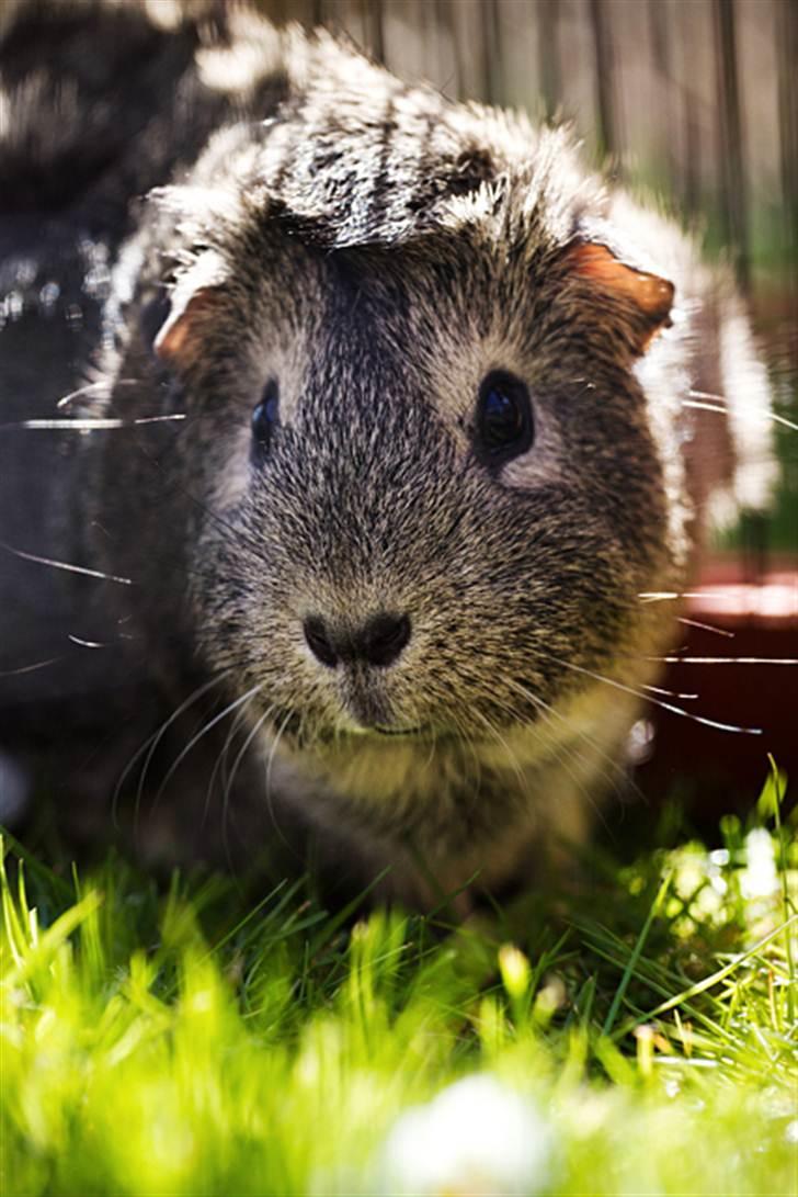 Marsvin Mulle - Mulle på græs den 1. maj 2011 billede 10