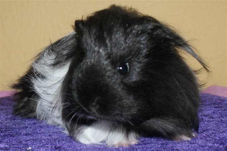 Marsvin Bamiras TÖRNROSA billede 5