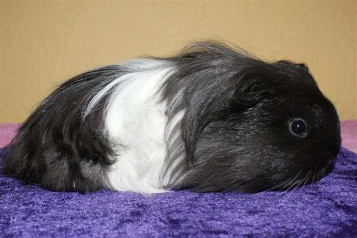 Marsvin Bamiras TÖRNROSA billede 4