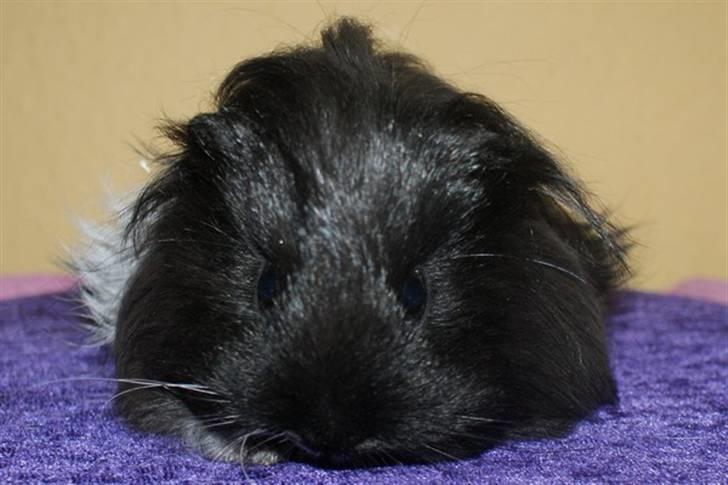 Marsvin Bamiras TÖRNROSA billede 6