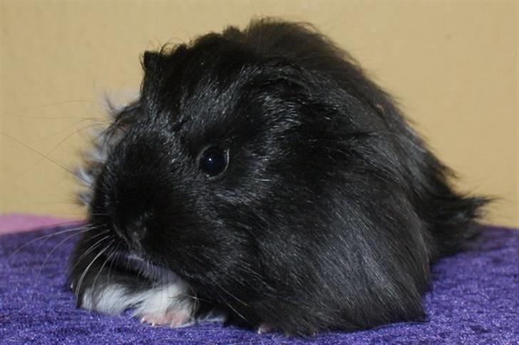 Marsvin Bamiras TÖRNROSA billede 7