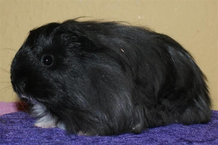 Marsvin Bamiras TÖRNROSA billede 9