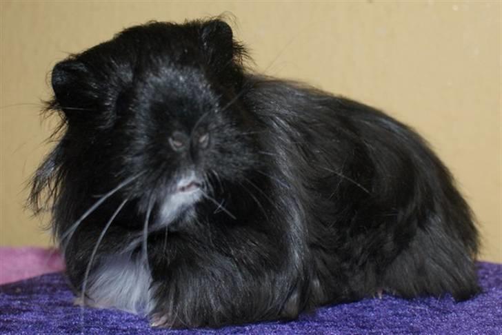 Marsvin Bamiras TÖRNROSA billede 8