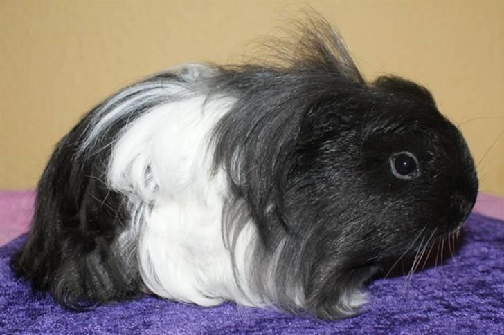 Marsvin Bamiras TÖRNROSA billede 3