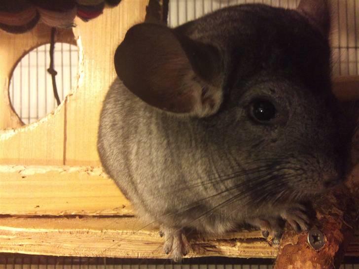 Chinchilla Wonda billede 1