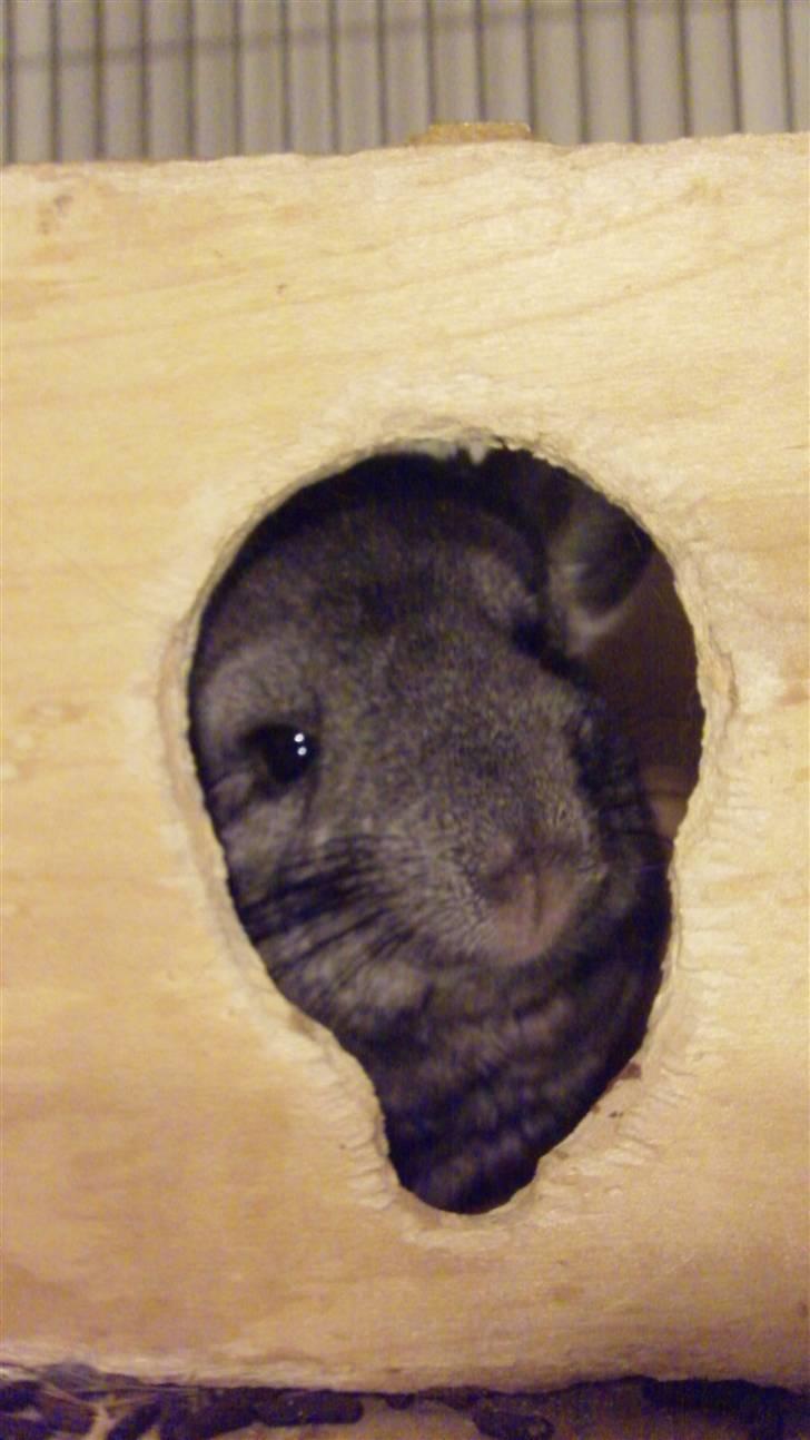 Chinchilla Wonda billede 2