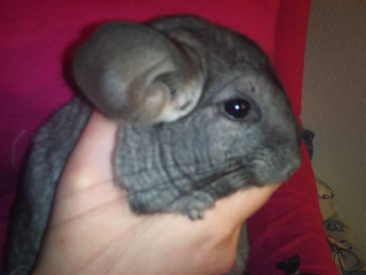Chinchilla Wonda billede 3