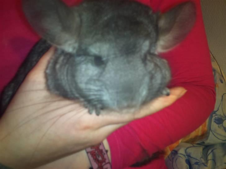 Chinchilla Wonda billede 4