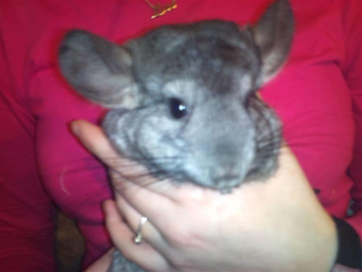 Chinchilla Wonda billede 5