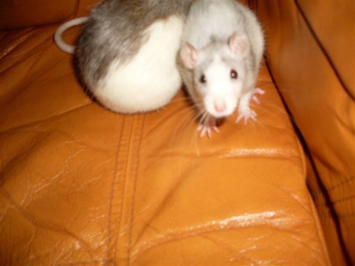 Tamrotte West Coast Chanel <3 billede 18