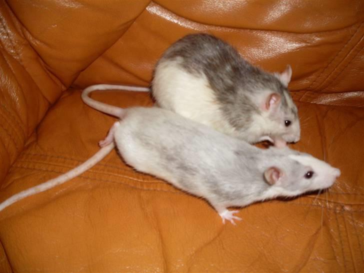 Tamrotte West Coast Chanel <3 billede 19