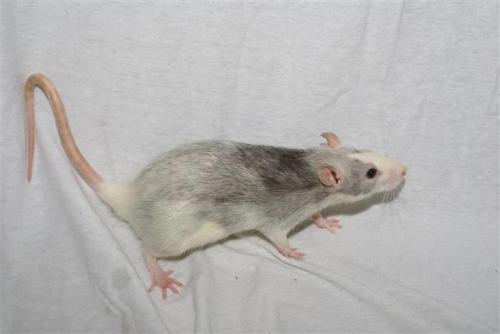 Tamrotte West Coast Chanel <3 - NYT billede 20