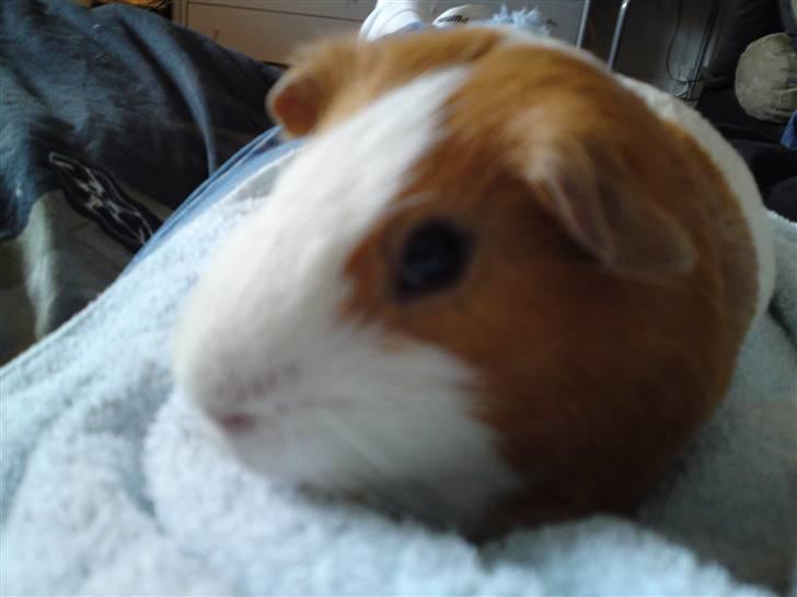 Marsvin Tingo - Velkommen til Tingo,s profil!! billede 1