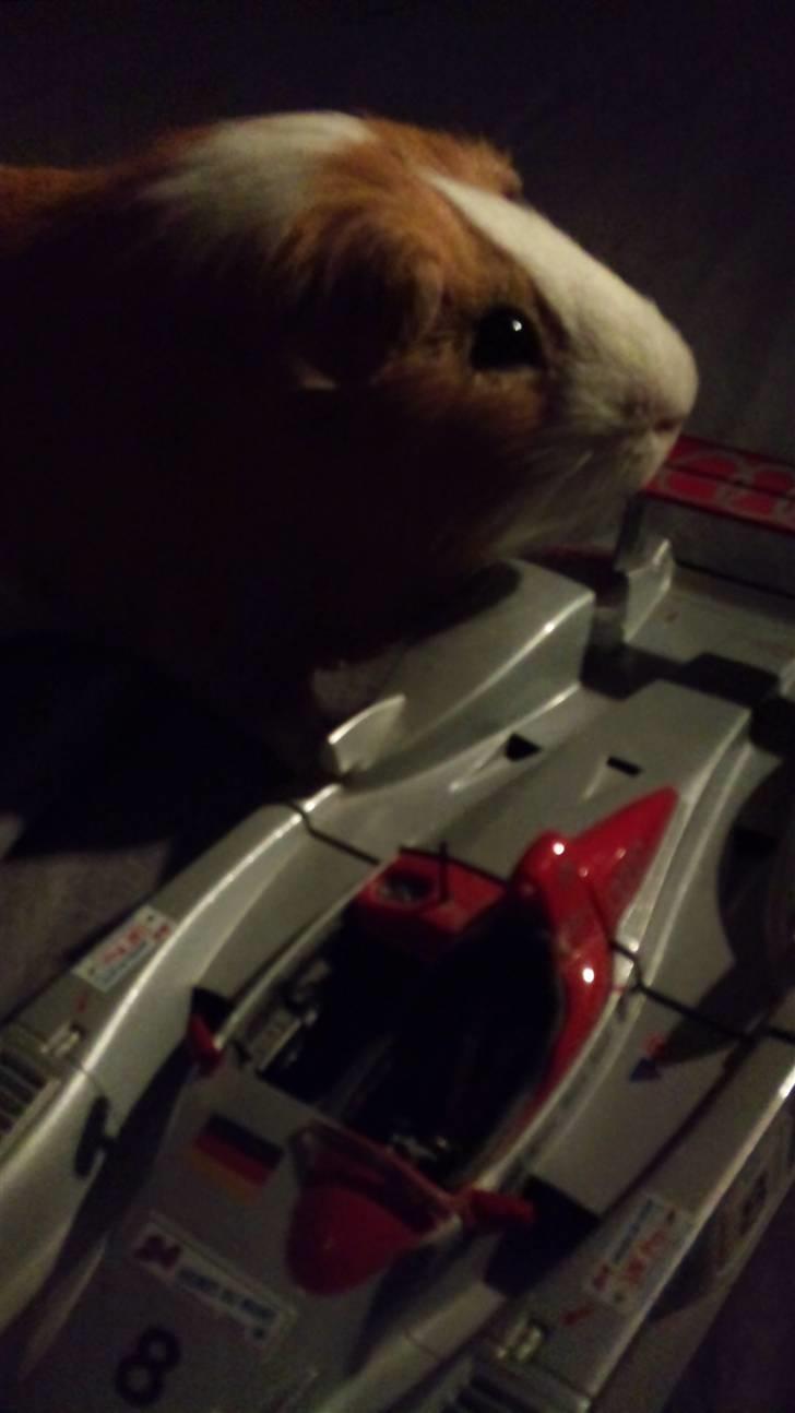 Marsvin Tingo - Tingo og han,s lille billl :) billede 2