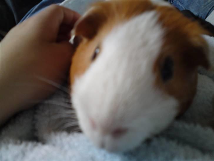 Marsvin Tingo - Det bedste er at blive nuset billede 3