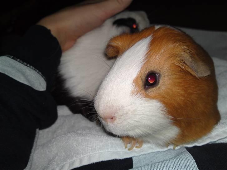 Marsvin Tingo - Tingo og hans  bror Tikki billede 4