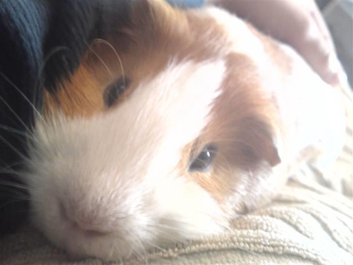 Marsvin Tingo - Er jeg ikke sød? billede 5