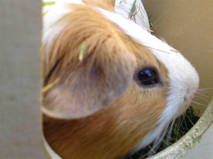 Marsvin Tingo billede 6