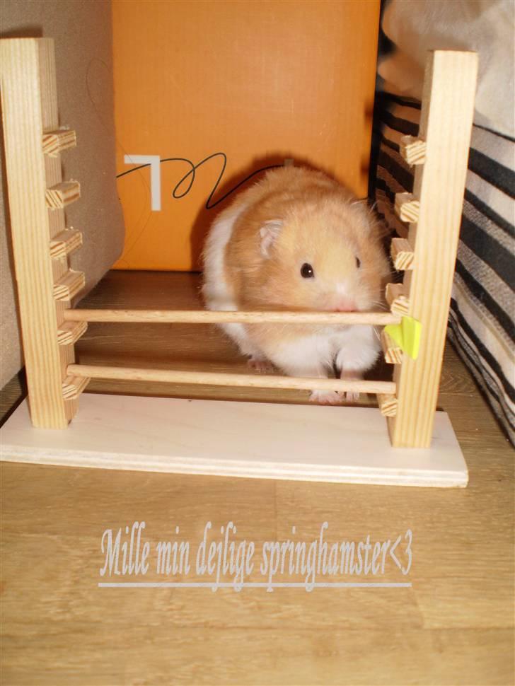 Hamster Prinsesse Mille *Sov sødt* billede 9