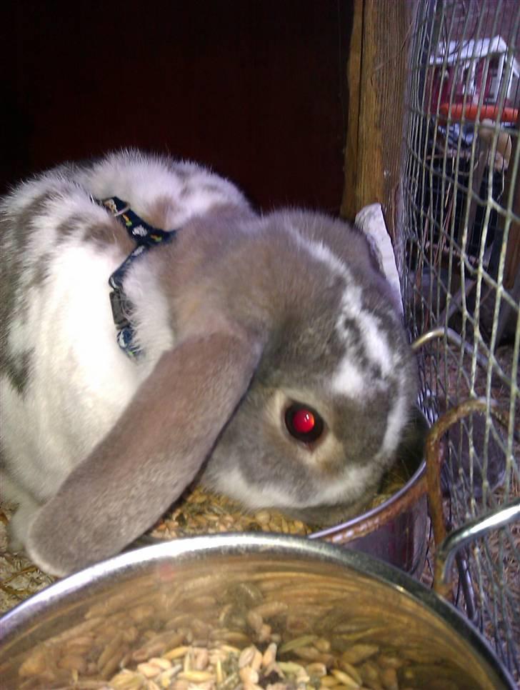 Kanin Flimmer billede 7