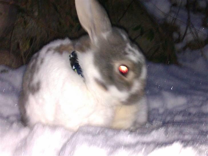 Kanin Flimmer billede 8