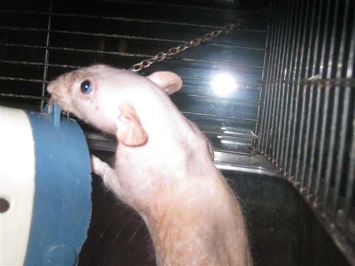 Tamrotte Erling billede 1