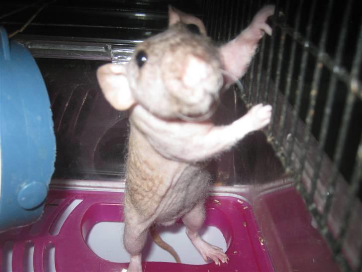 Tamrotte Erling billede 2