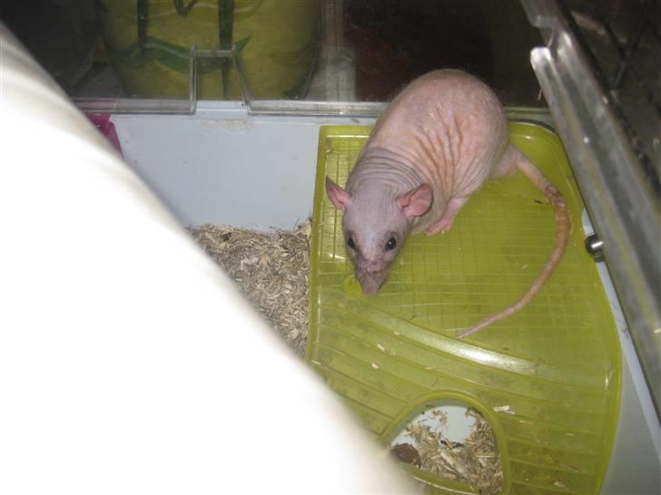 Tamrotte Erling billede 3