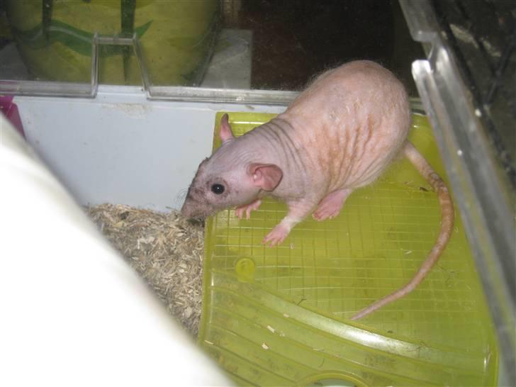 Tamrotte Erling billede 4