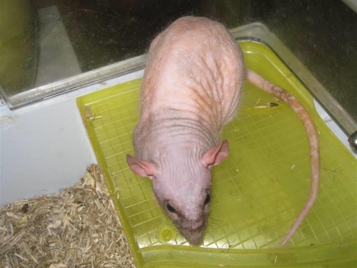 Tamrotte Erling billede 5