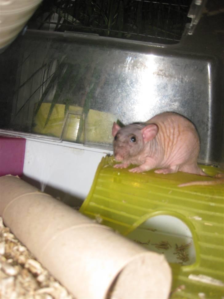 Tamrotte Erling billede 6