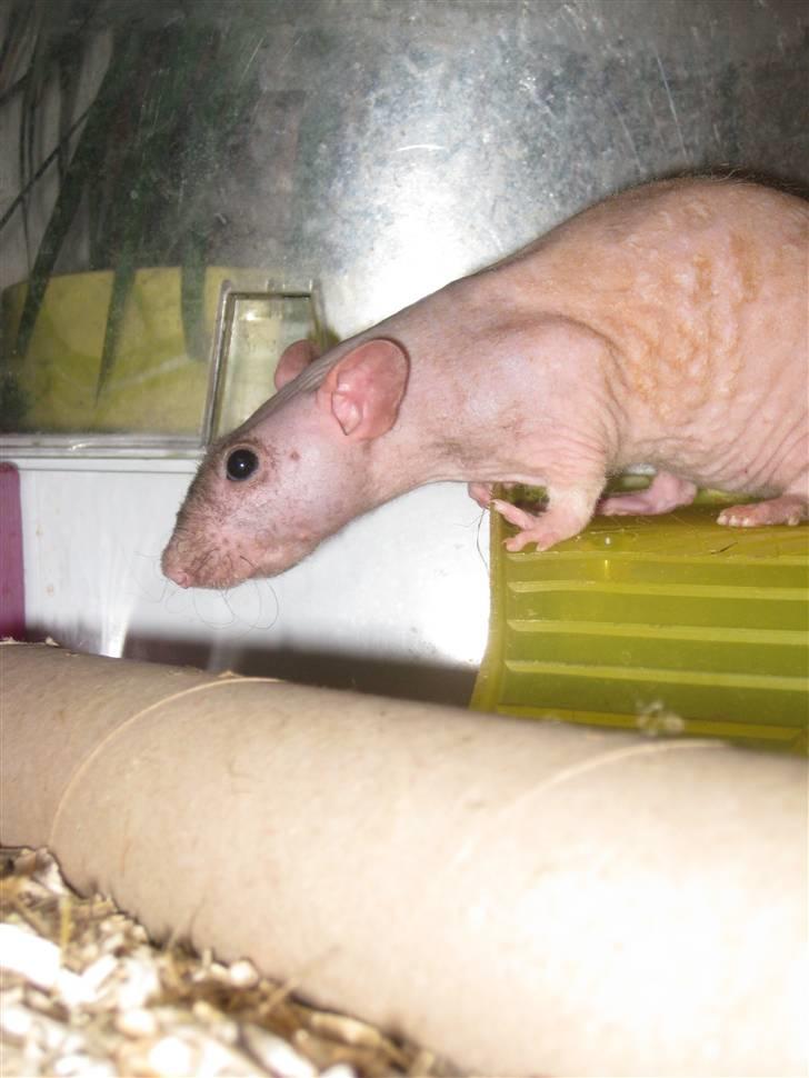 Tamrotte Erling billede 7