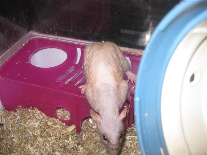 Tamrotte Erling billede 8