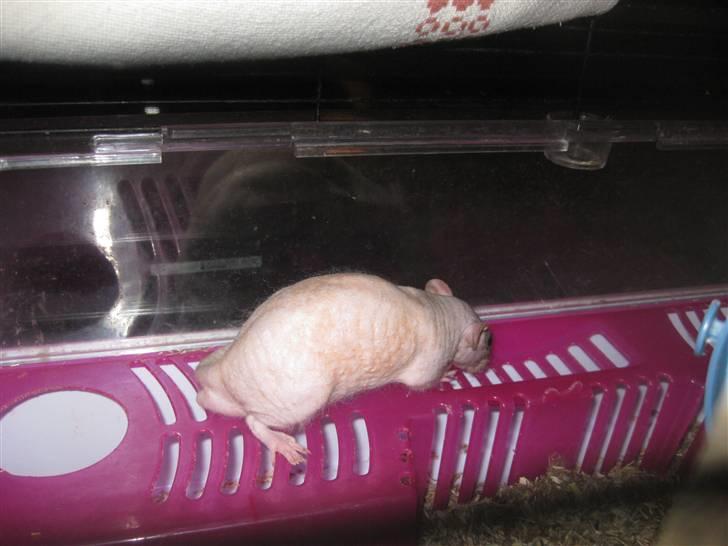 Tamrotte Erling billede 9