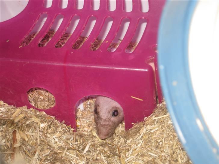 Tamrotte Erling billede 10