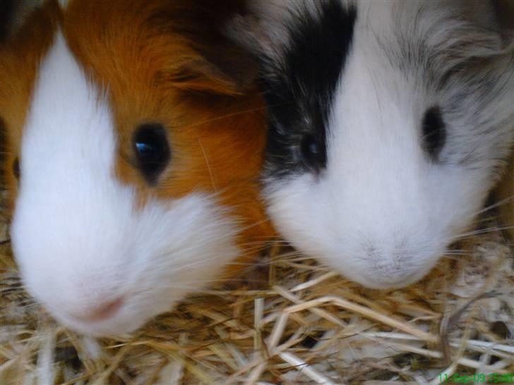 Marsvin Tingo billede 7