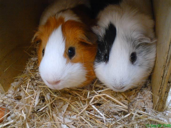 Marsvin Tingo billede 8