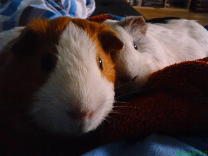 Marsvin Tingo billede 9