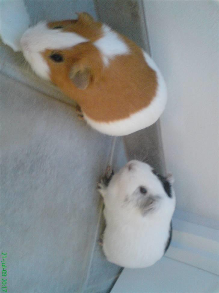 Marsvin Tingo billede 10