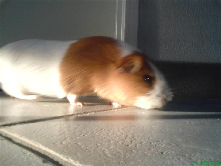 Marsvin Tingo billede 11