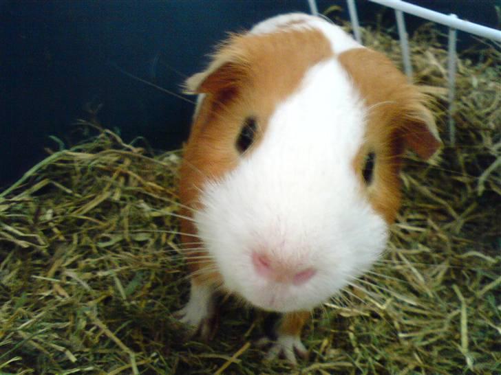 Marsvin Tingo billede 12