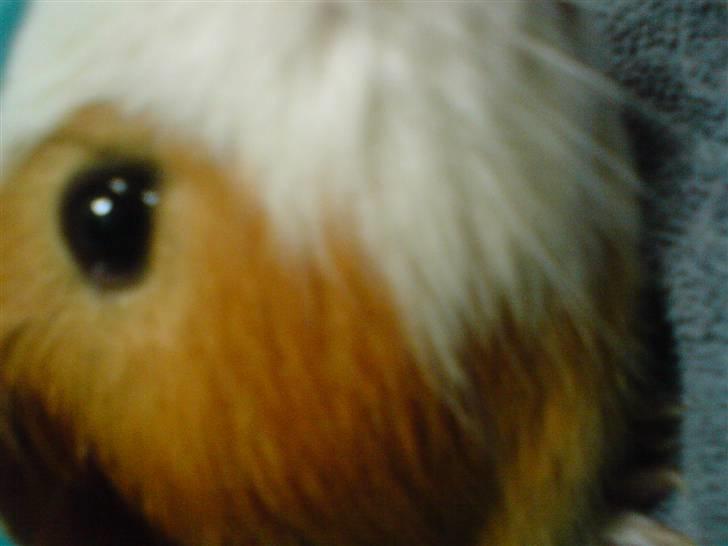 Marsvin Tingo billede 13