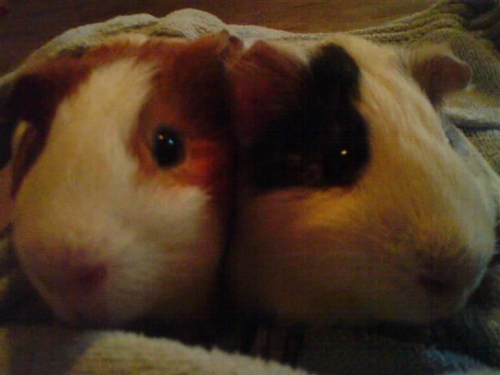 Marsvin Tingo billede 14