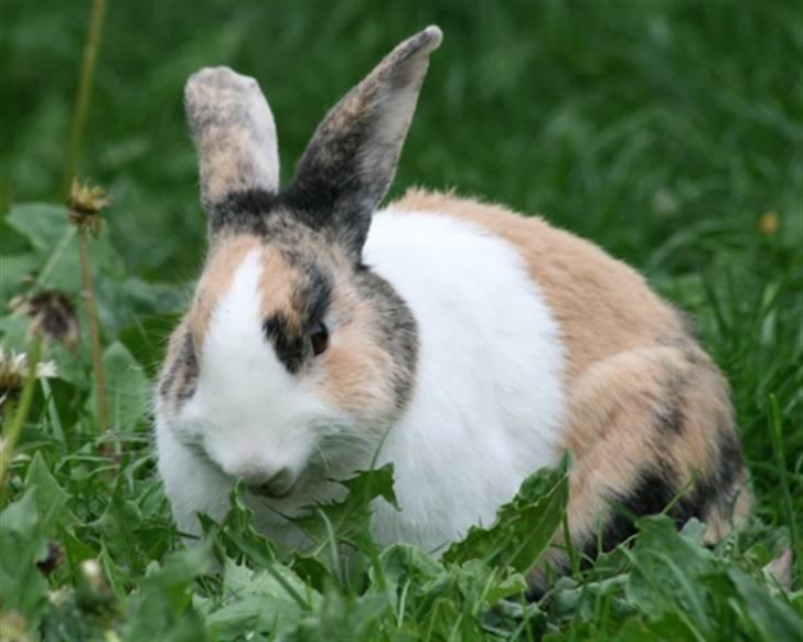 Kanin Flora Gyldenris billede 1