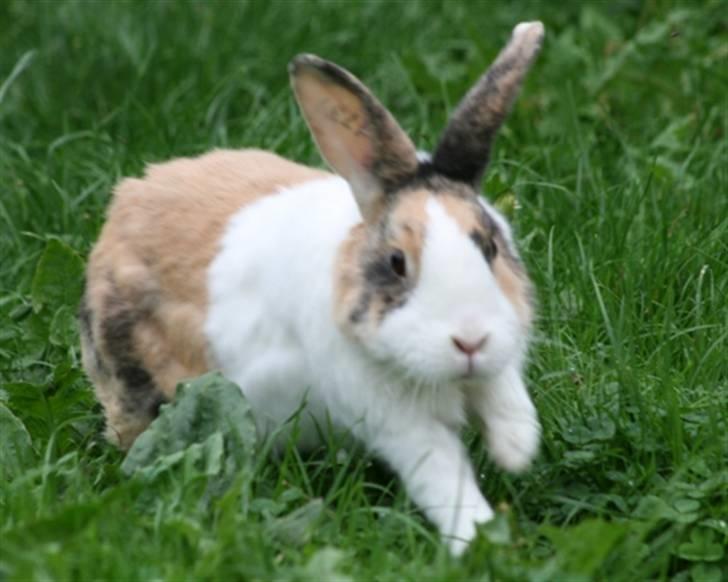 Kanin Flora Gyldenris billede 2