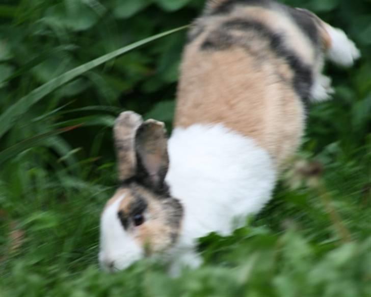 Kanin Flora Gyldenris billede 3