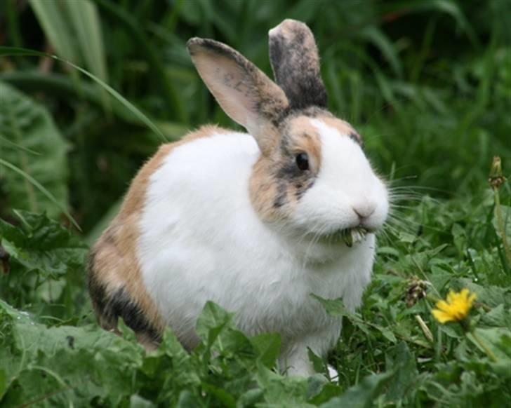 Kanin Flora Gyldenris billede 4