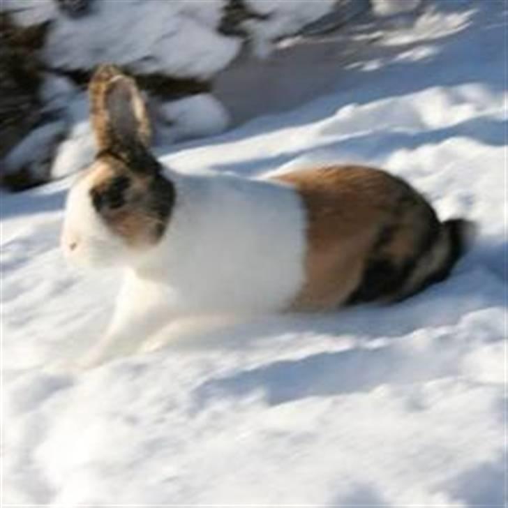 Kanin Flora Gyldenris billede 5