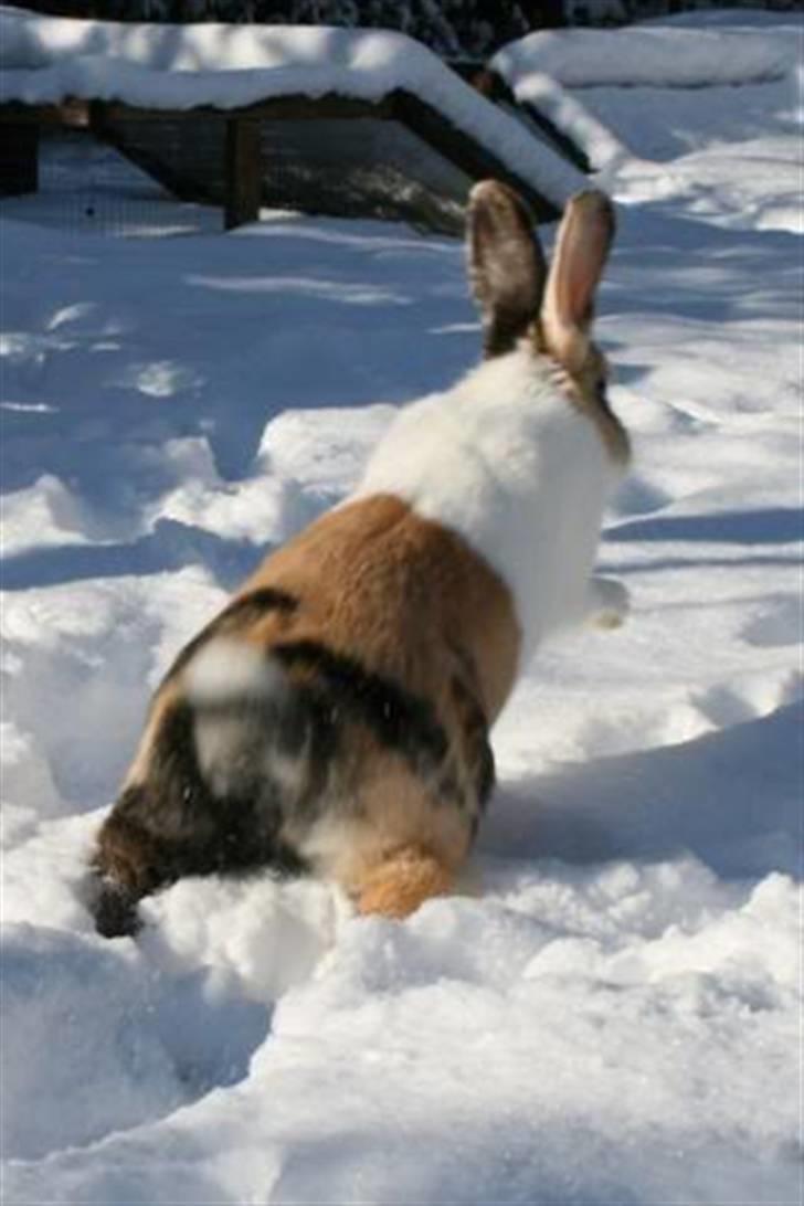 Kanin Flora Gyldenris billede 6