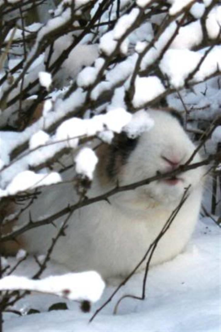 Kanin Flora Gyldenris billede 7